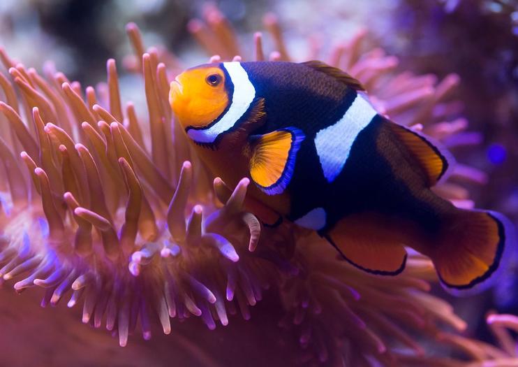 SEA LIFE® Konigswinter